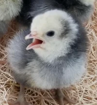 Chick