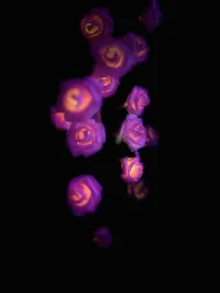 Vampires cherry bite