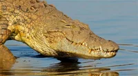 Crocodile 
