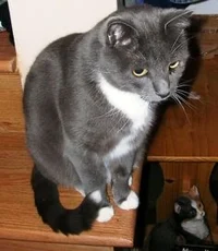 Russian blue tux cat
