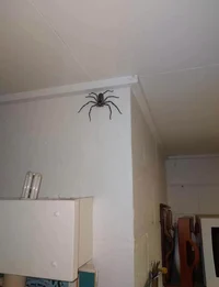 Spider