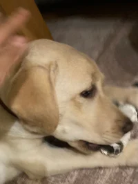 Lucy golden retriver