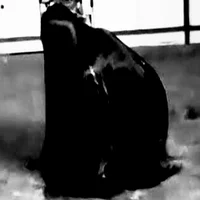 The Creature
