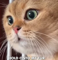 Hold onto my fur cat