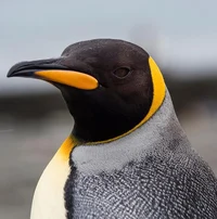 Thispenguin