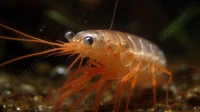 Shrimpo irl