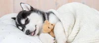 Baby Husky