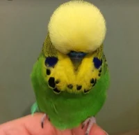 Spoiled budgie 