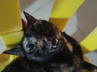 MHA x user de Gotham