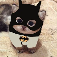 Kitten Bruce Wayne