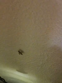 Tuna and salmon soup