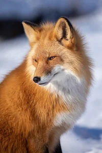 Wild male fox