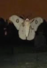 Male death moth
