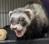 Ferret pertenek