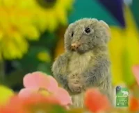 Priscilla the Possum