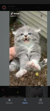 Stray kitten 