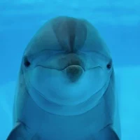 A dolphin