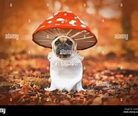 Mushroom doggo