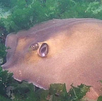 Stingray