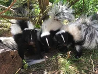 Momma skunk and kits