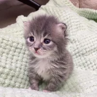 Helpless Kit