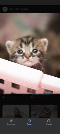 Kitten 