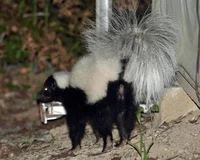 A country skunk