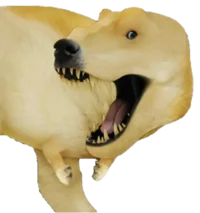 Rex Doge