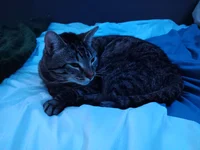 a cat