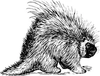 A prickly porcupine