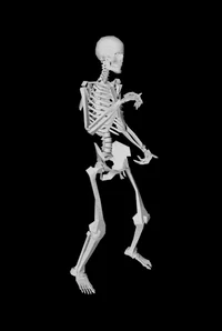 Skeleton