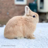 A wild bunny