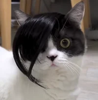 Emo cat