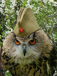 owl ani taro RU