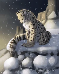 Snow leopard dad
