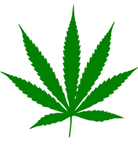 Weed -MD-