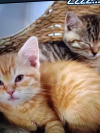 Cute kittens