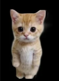 Котик эльгато 