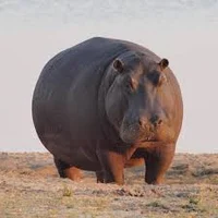 Hipopotamo 2