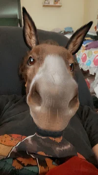 Donkey