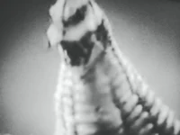 Redking suit incedet