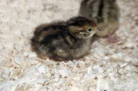 Baby Quail