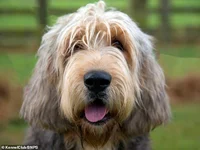 Otto Otterhound 