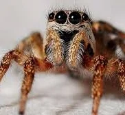 Araña