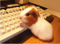 Guinea pig
