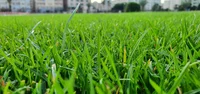 Grass field 