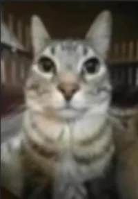 el Chileno_momaz0s69