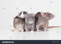 Rat Group