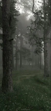 The Demon forest 