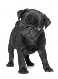 Pug negro bebe